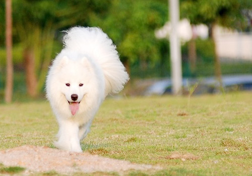 十大外围足球大平台